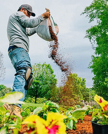 Person spreading mulch over garden plants with a large bag in a green outdoor setting.